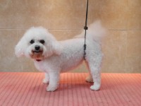 Bichon Frise after grooming