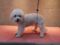 Bichon Frise before grooming