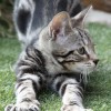 The Cattery The Cattery