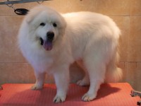 Pyrenean Mountain Dog after grooming