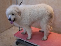 Pyrenean Mount Dog before grooming