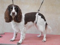 English Springer Spaniel after grooming