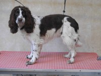 English Springer Spaniel before grooming