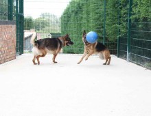 Kaiser and Jager play ball in one of our hree exercise area.