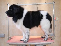 Newfoundland after grooming