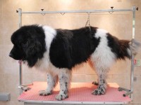 Newfoundland before grooming