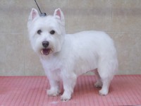 West Highland White Terrier after grooming