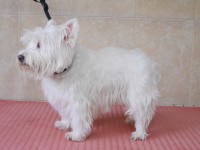 West Highland White Terrier before grooming